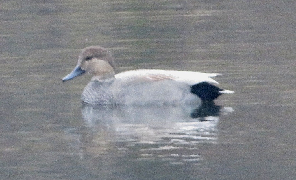 Бор нугас - ML645741392