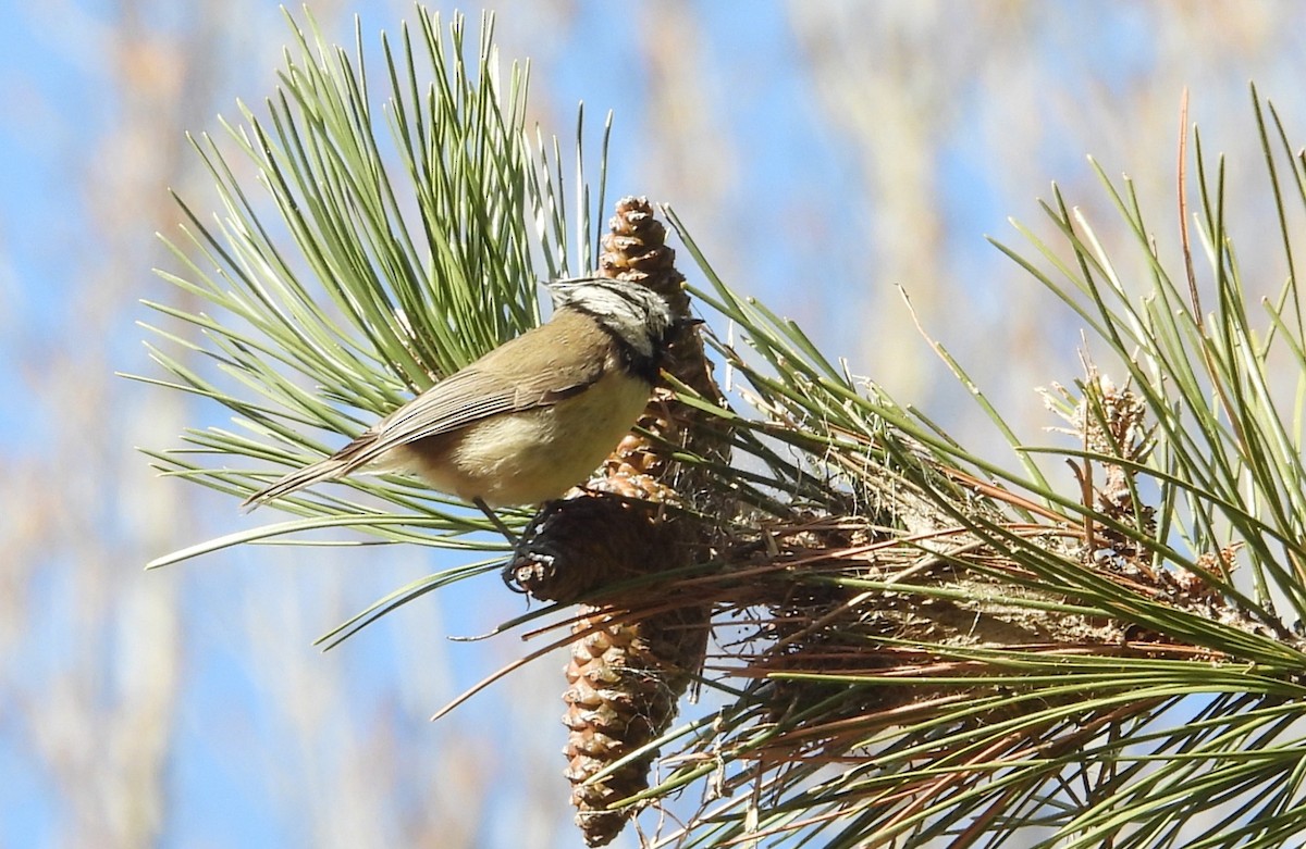 Crested Tit - ML645741393