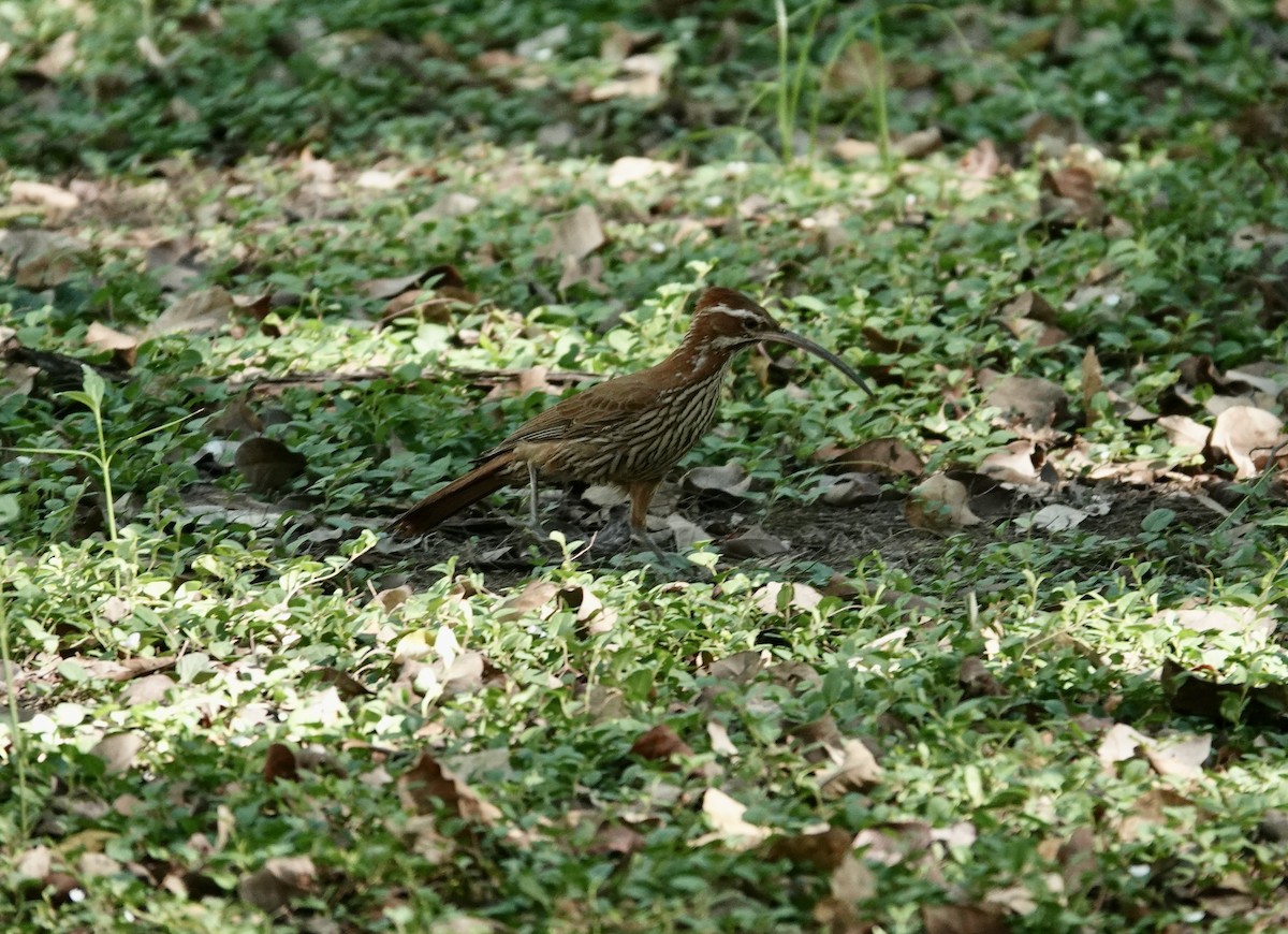 Scimitar-billed Woodcreeper - ML645741395