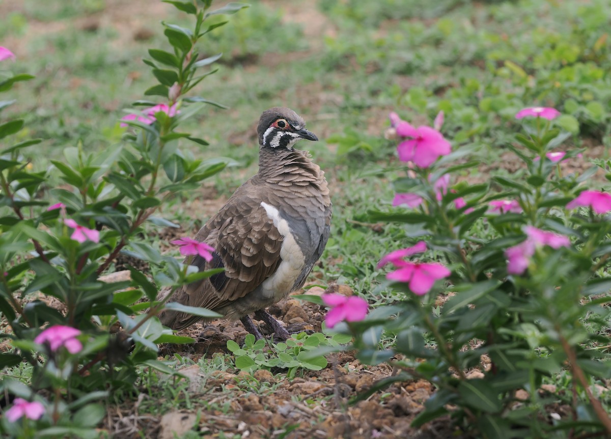 rypedue - ML645741396