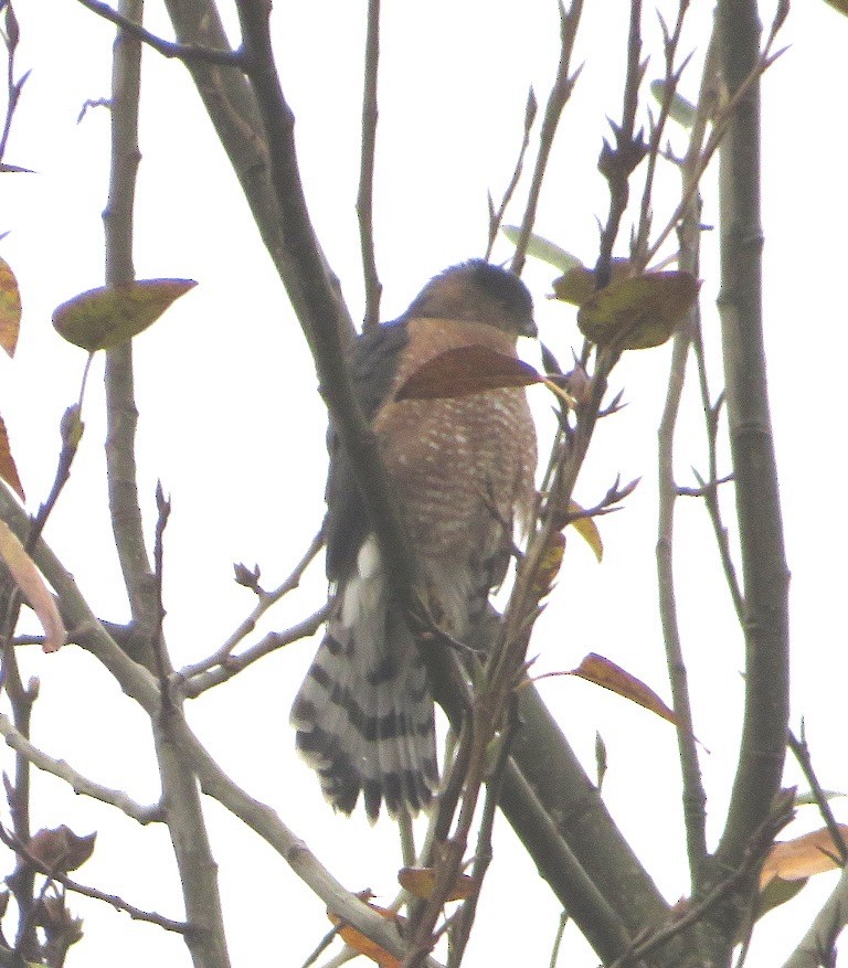 Cooper's Hawk - ML645741399