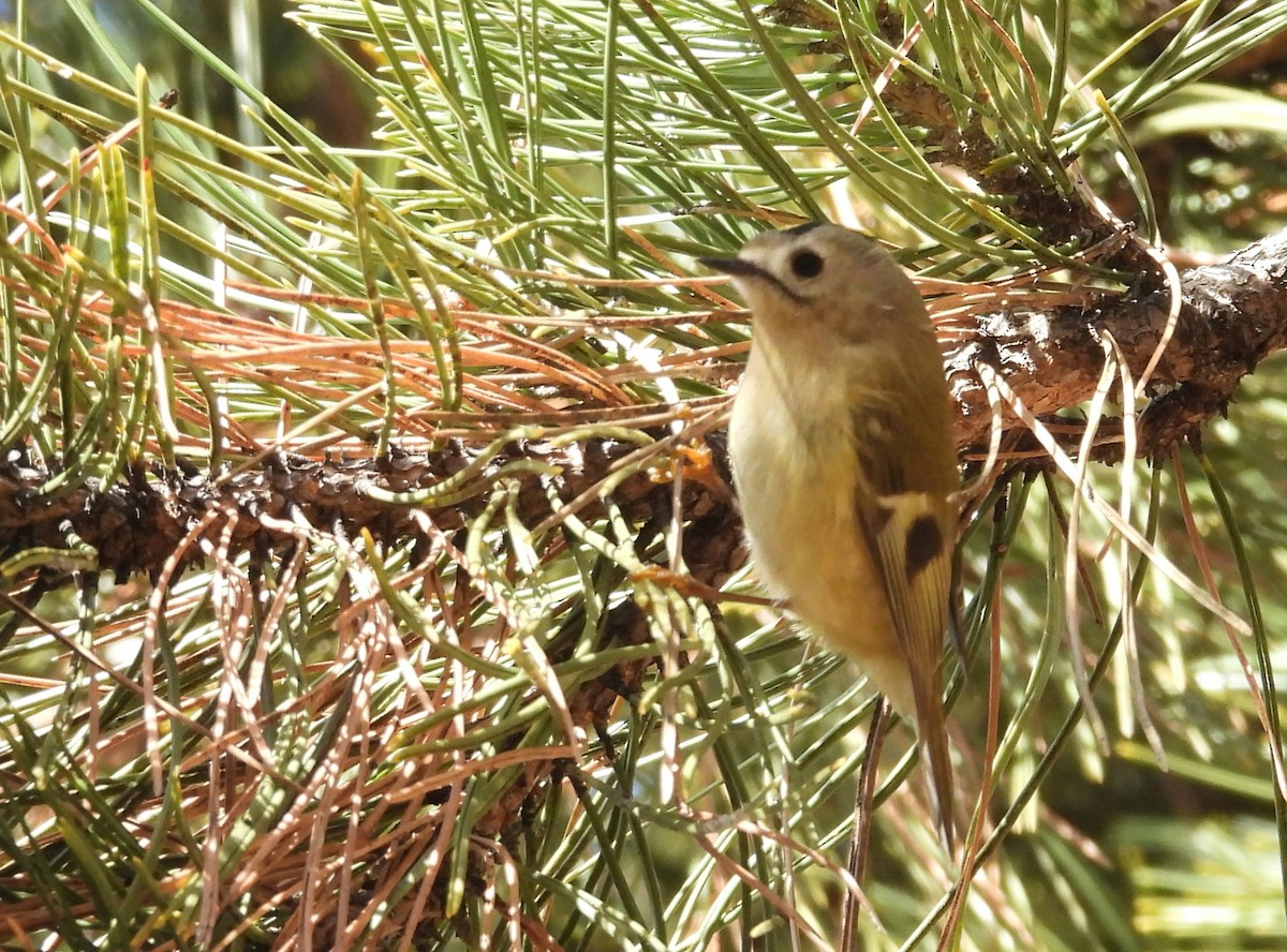 Goldcrest - ML645741400