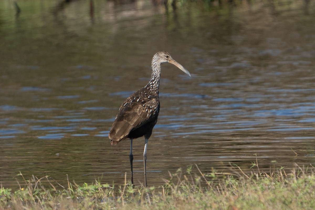Limpkin - ML645741402