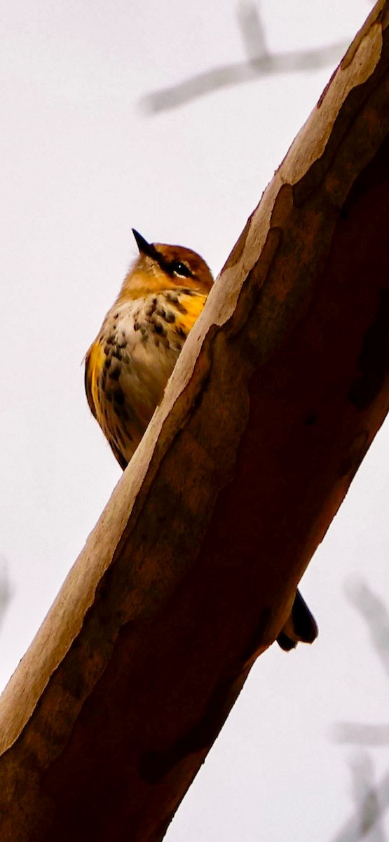 Yellow-rumped Warbler - ML645741406