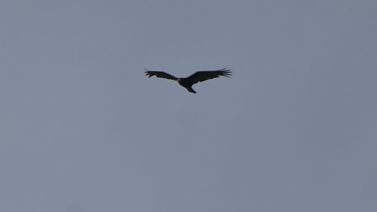 Lesser Yellow-headed Vulture - ML645741407
