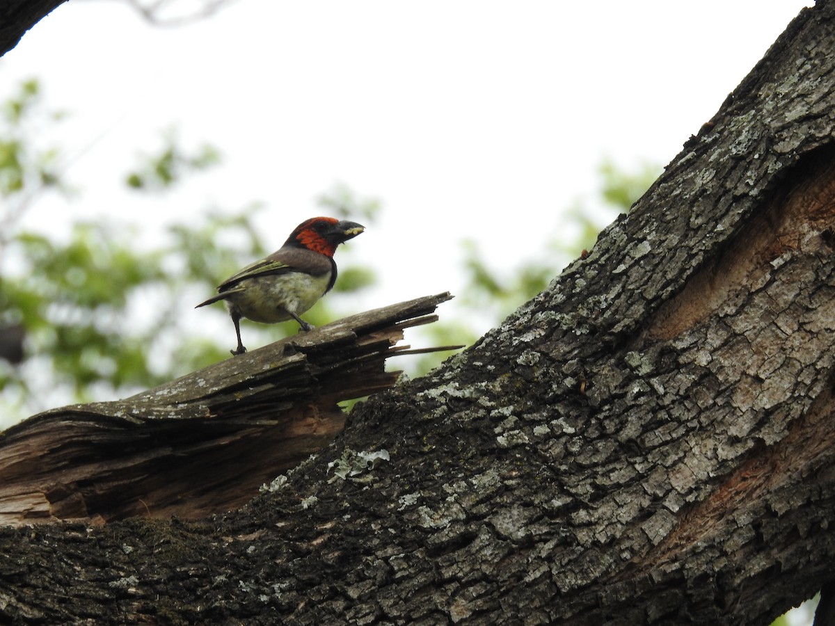 Лібія чорношия - ML645741412