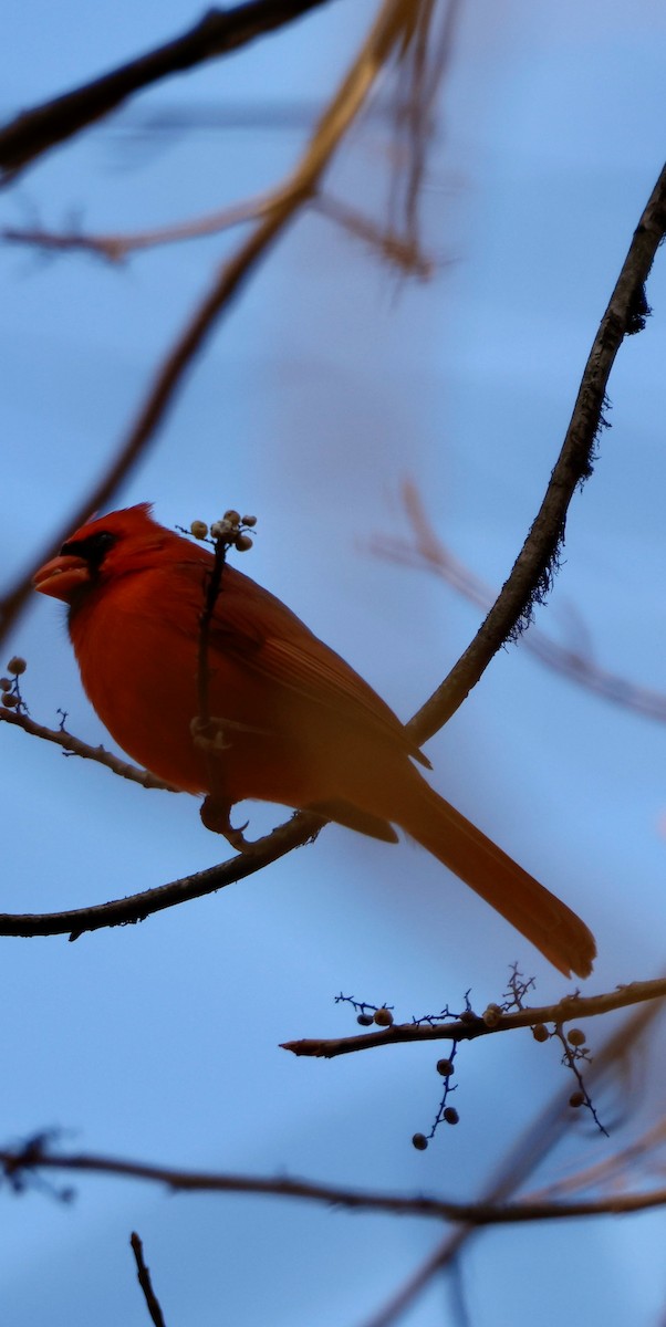 Northern Cardinal - ML645741425