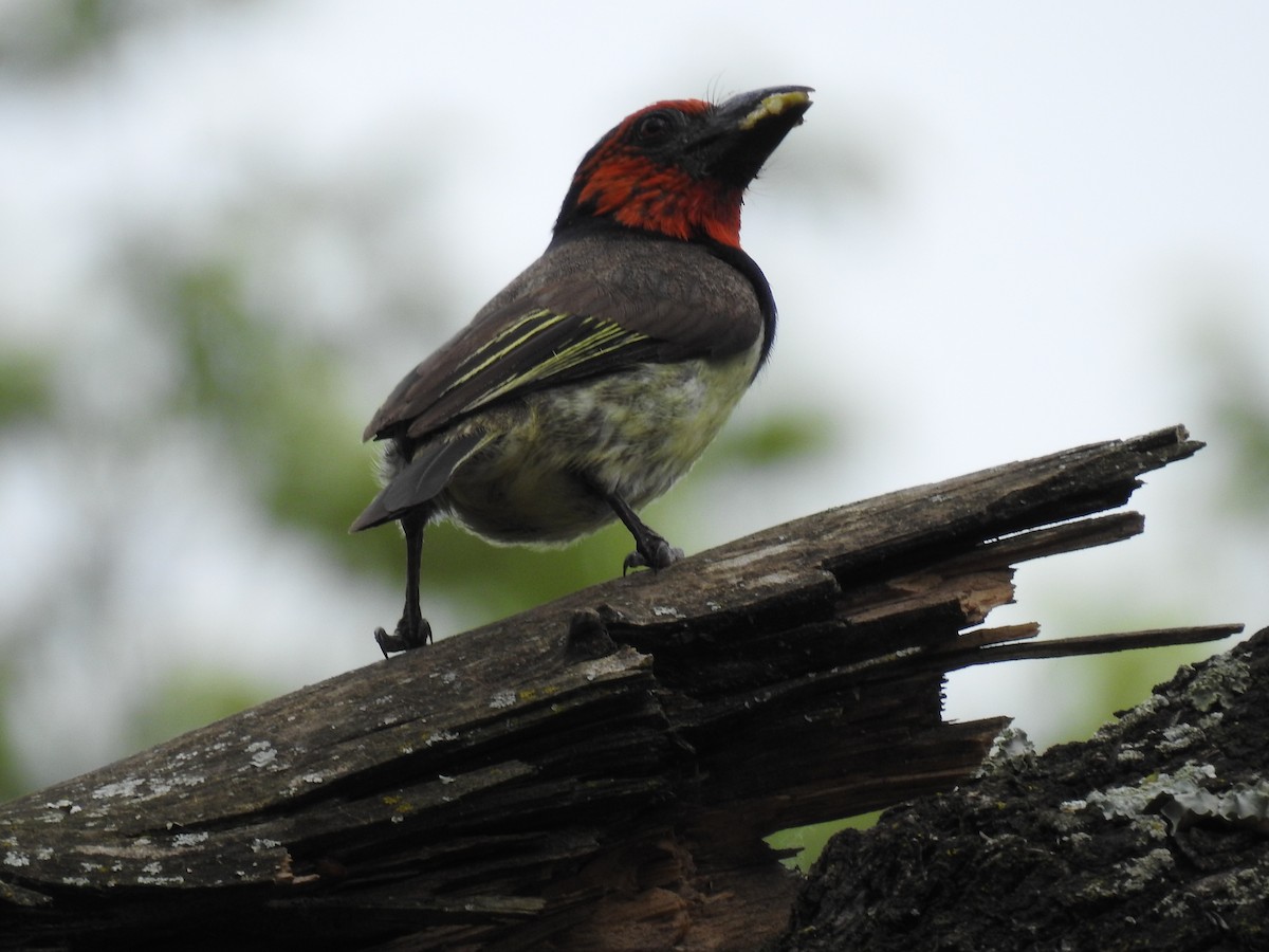 Лібія чорношия - ML645741427