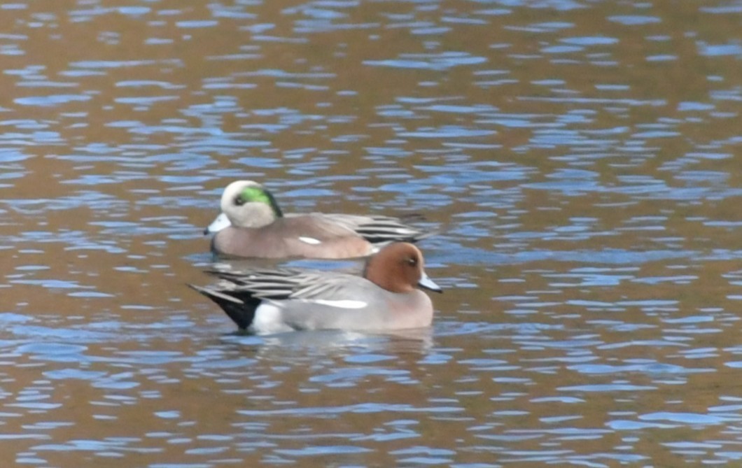 Eurasian Wigeon - ML645741440