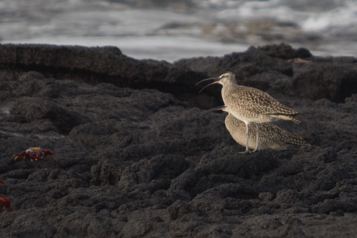 Hudsonian Whimbrel - ML645741446