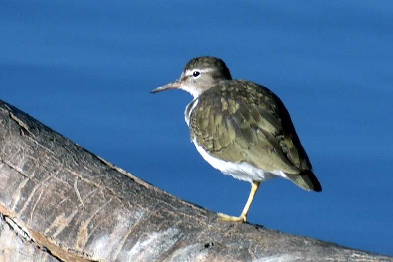 Spotted Sandpiper - ML645741447