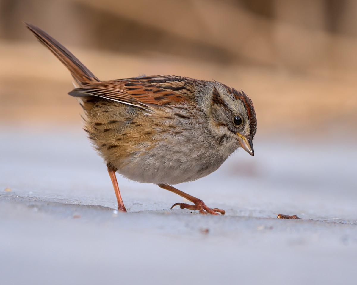 ヌマウタスズメ - ML645741450