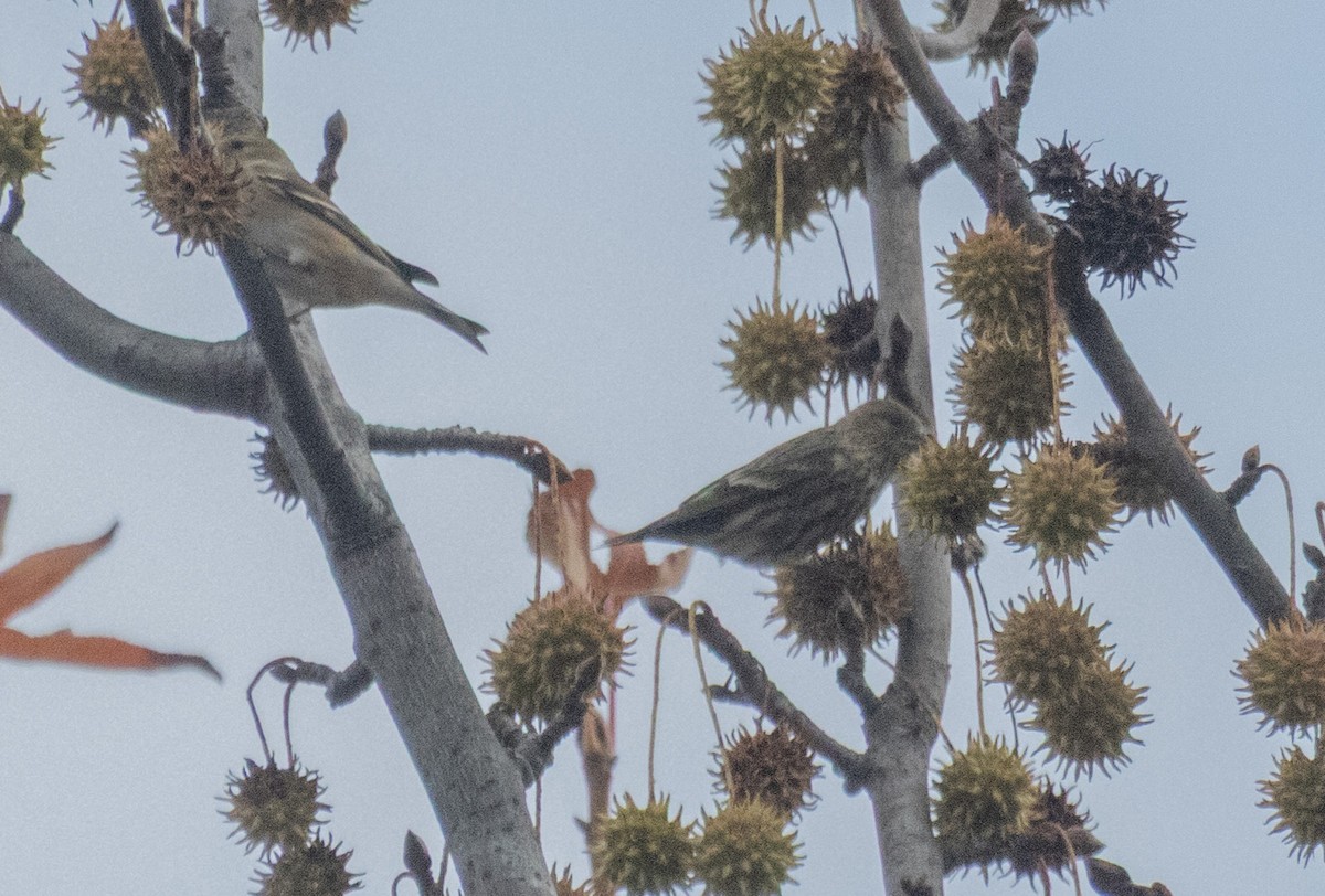 Jilguero de Los Pinos - ML645741452