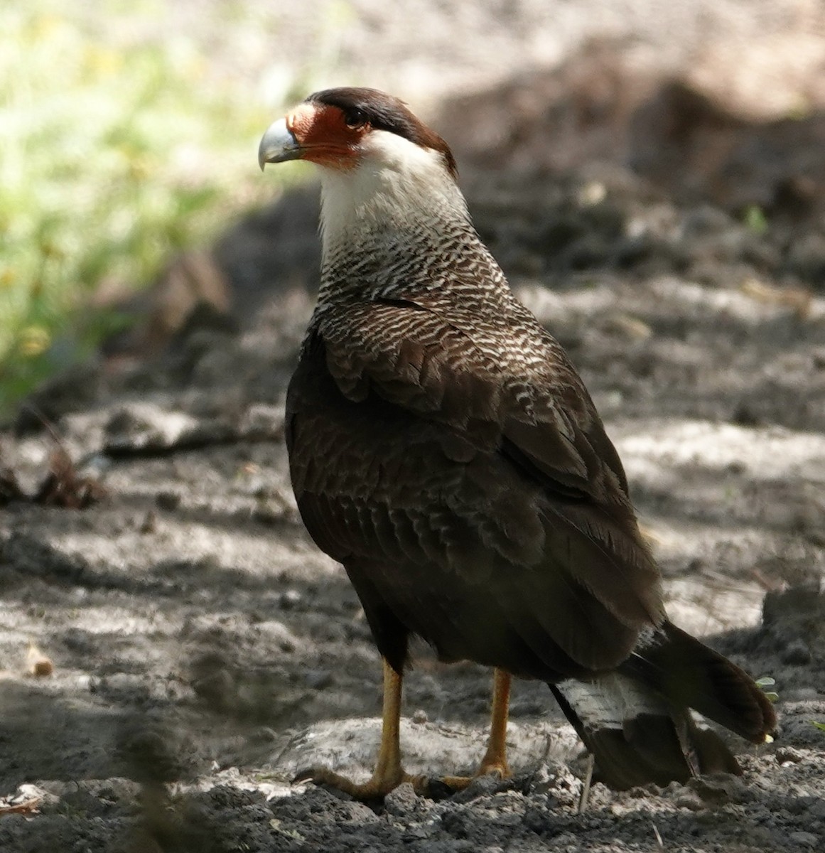 Crested Caracara - ML645741454