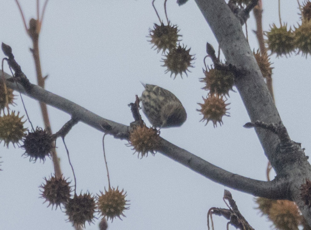 Jilguero de Los Pinos - ML645741455