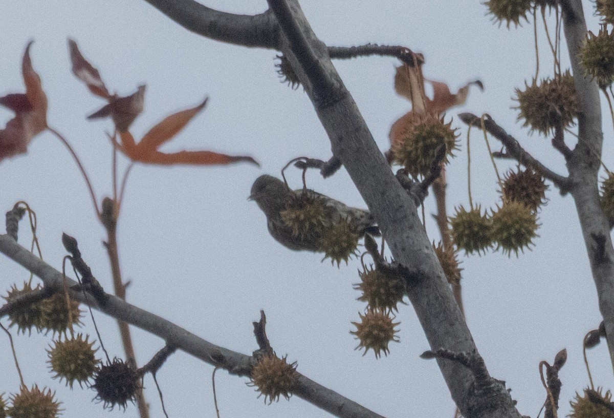 Jilguero de Los Pinos - ML645741456