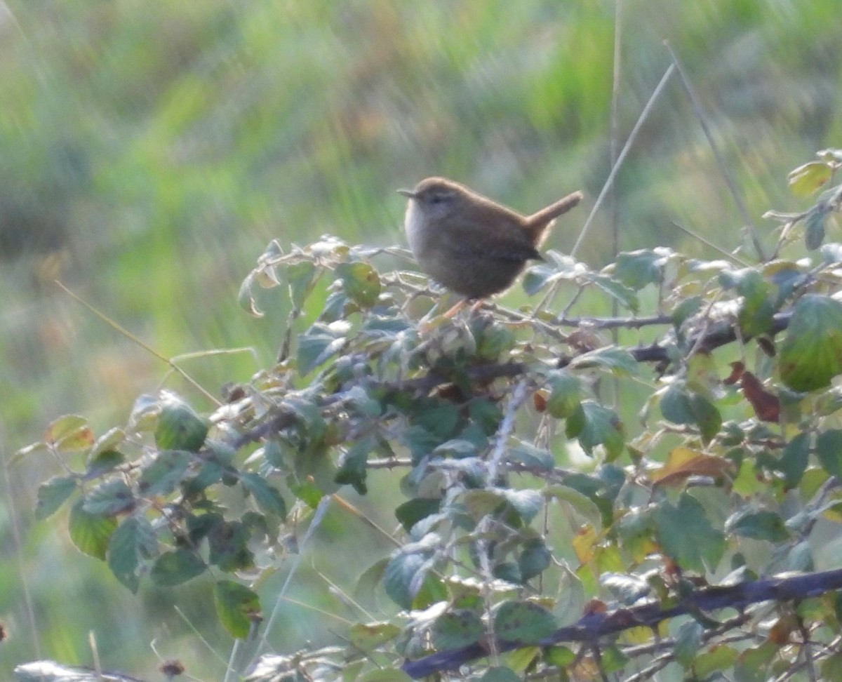 Eurasian Wren - ML645741461