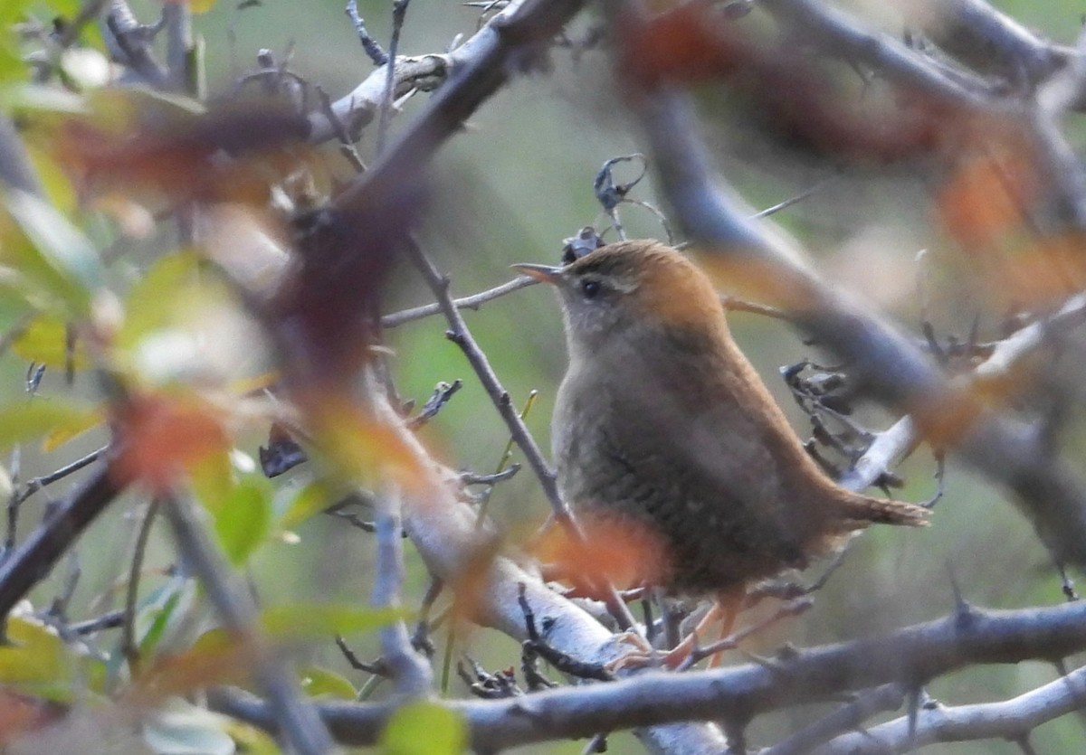 Eurasian Wren - ML645741468