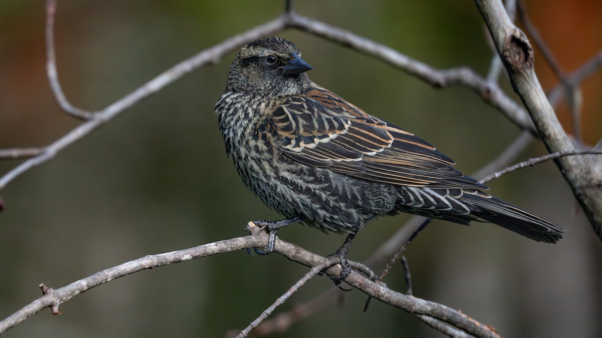 Red-winged Blackbird - ML645741469