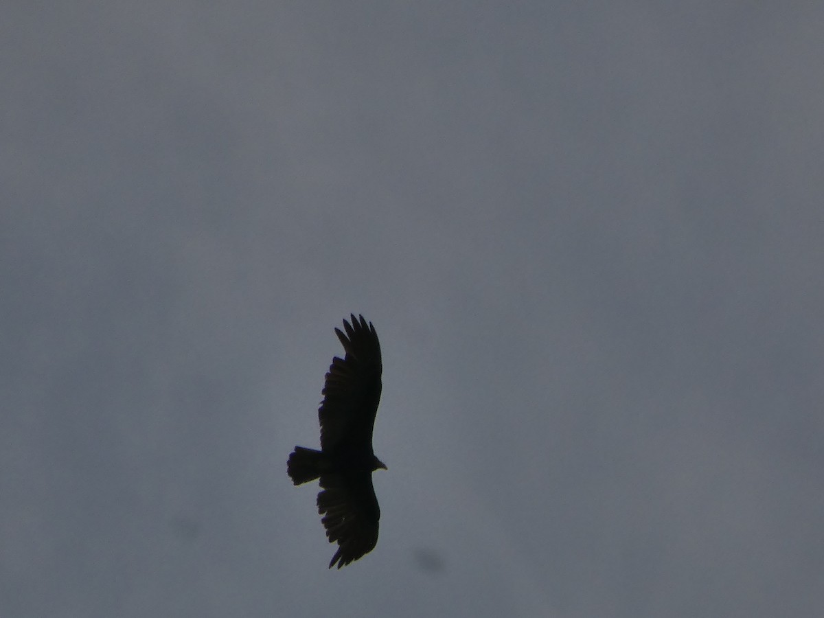 Lesser Yellow-headed Vulture - ML645741470