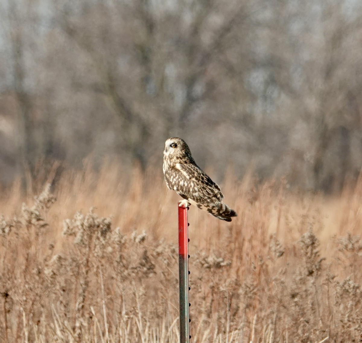 Short-eared Owl - ML645741478
