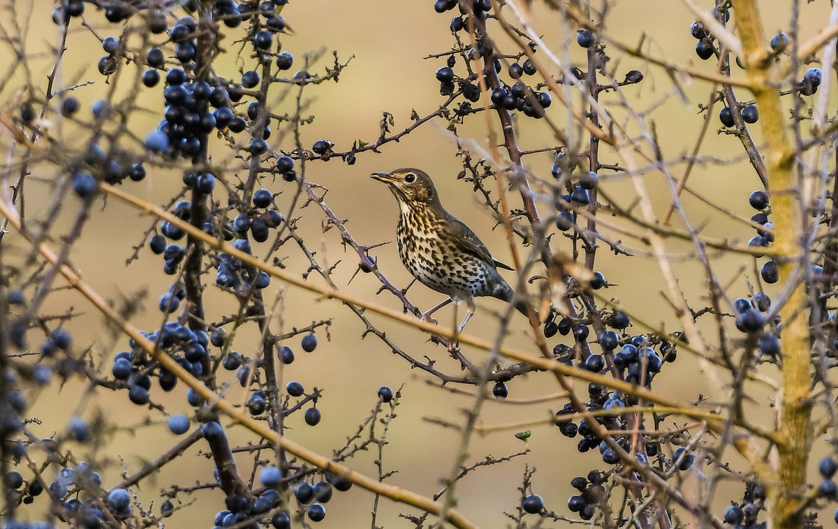 Song Thrush - ML645741491
