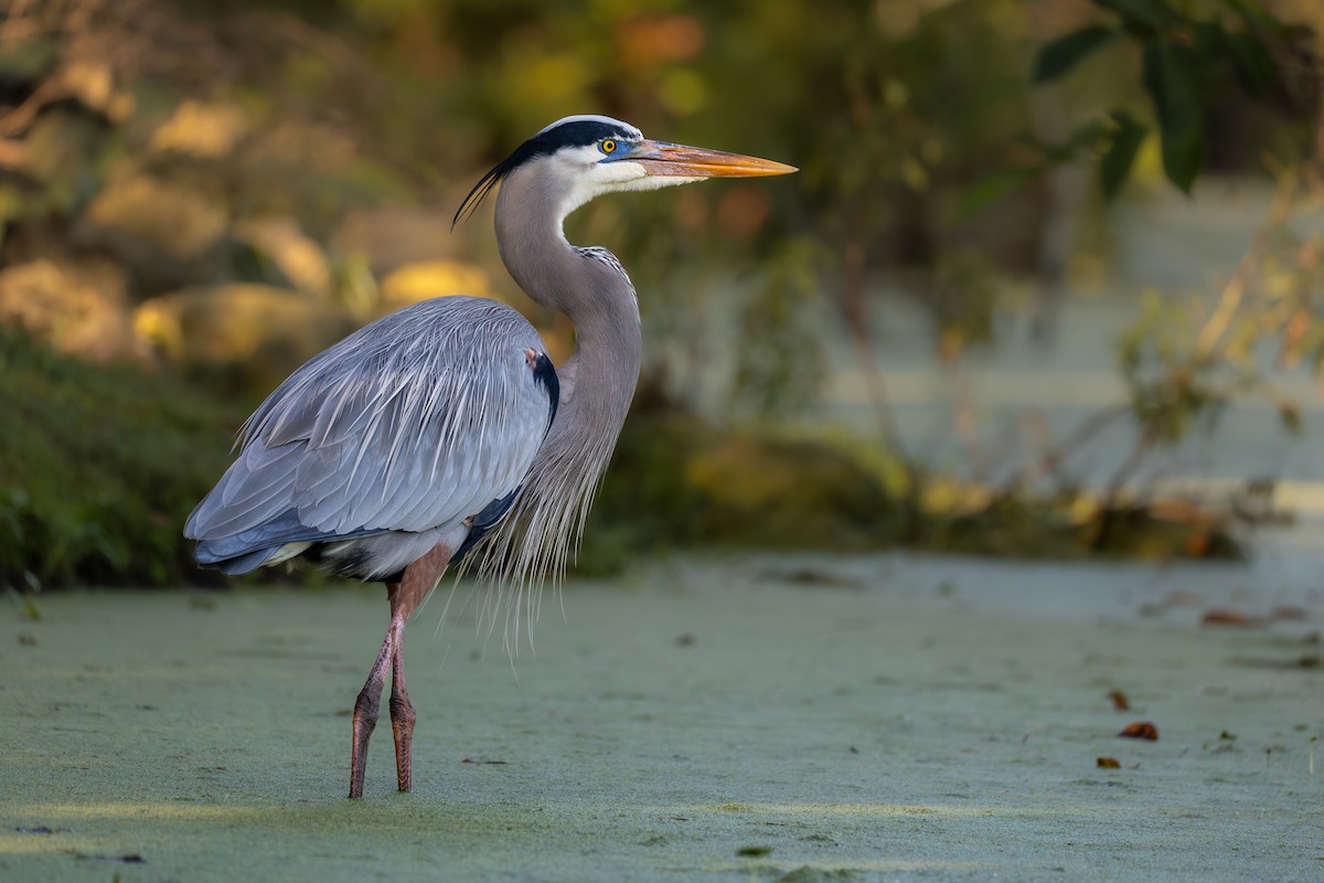 Great Blue Heron - ML645741504