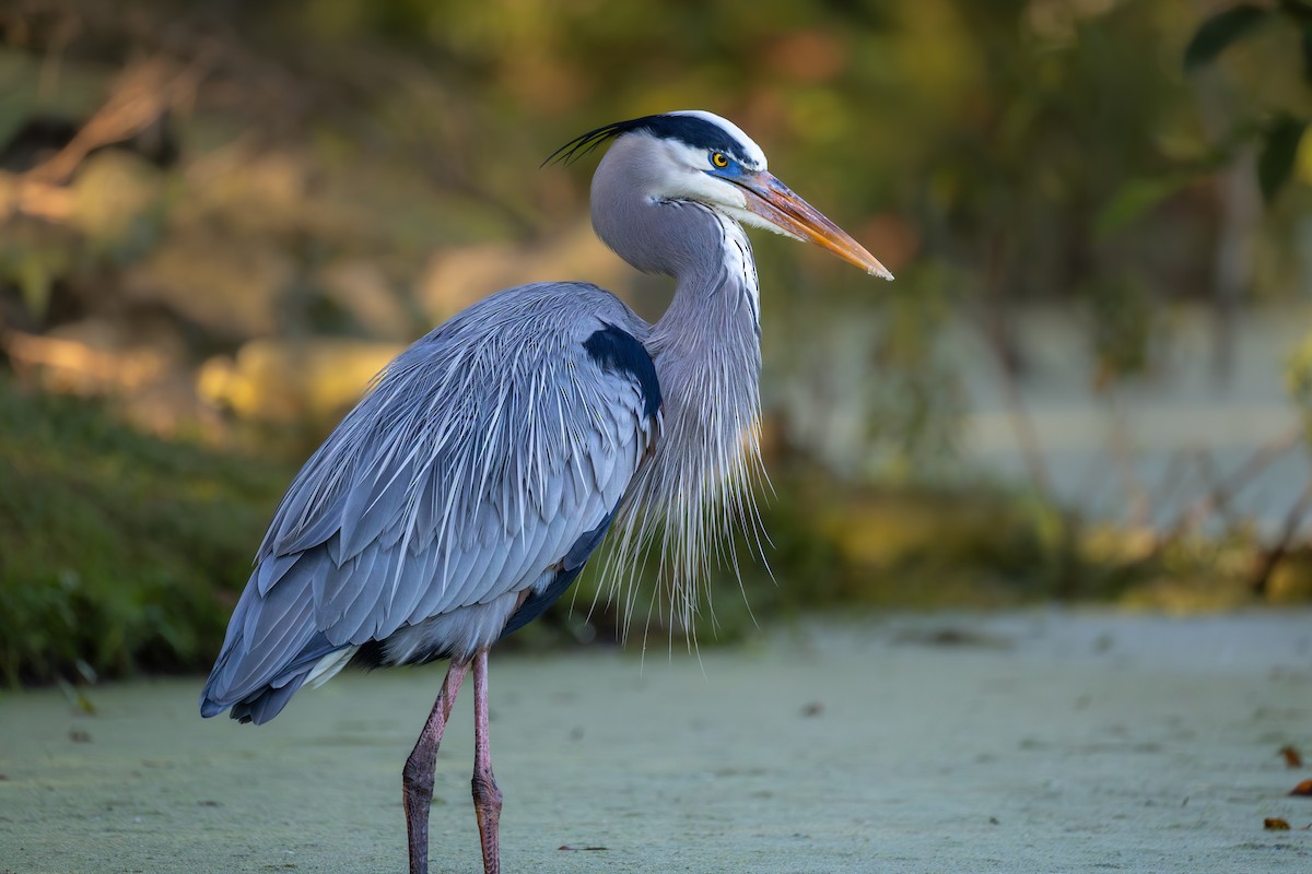 Great Blue Heron - ML645741506