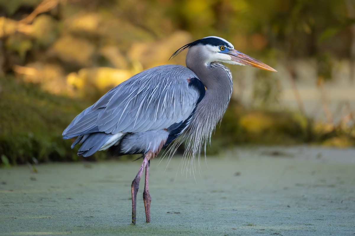 Great Blue Heron - ML645741507
