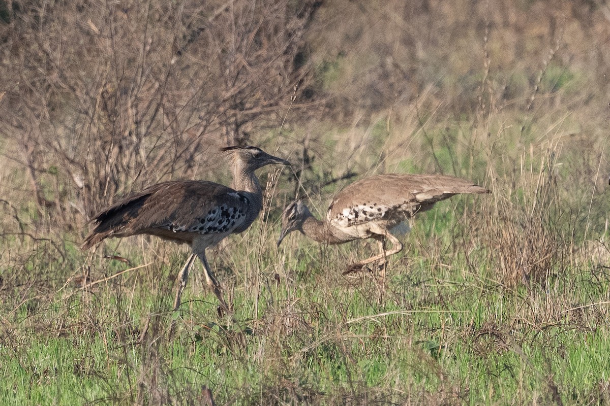 アフリカオオノガン - ML645741508