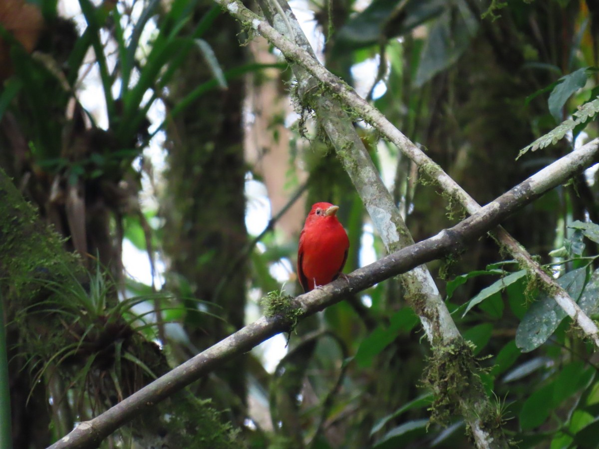 Summer Tanager - ML645741511