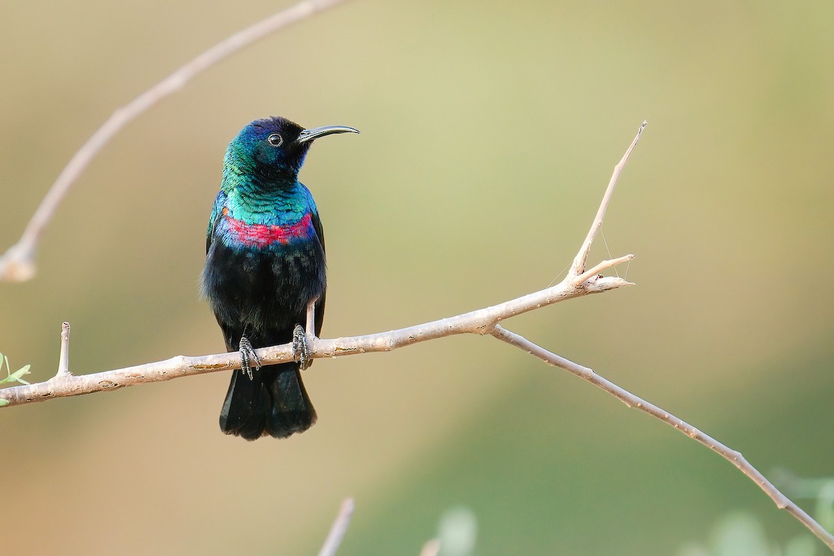 Arabian Sunbird - ML645741512
