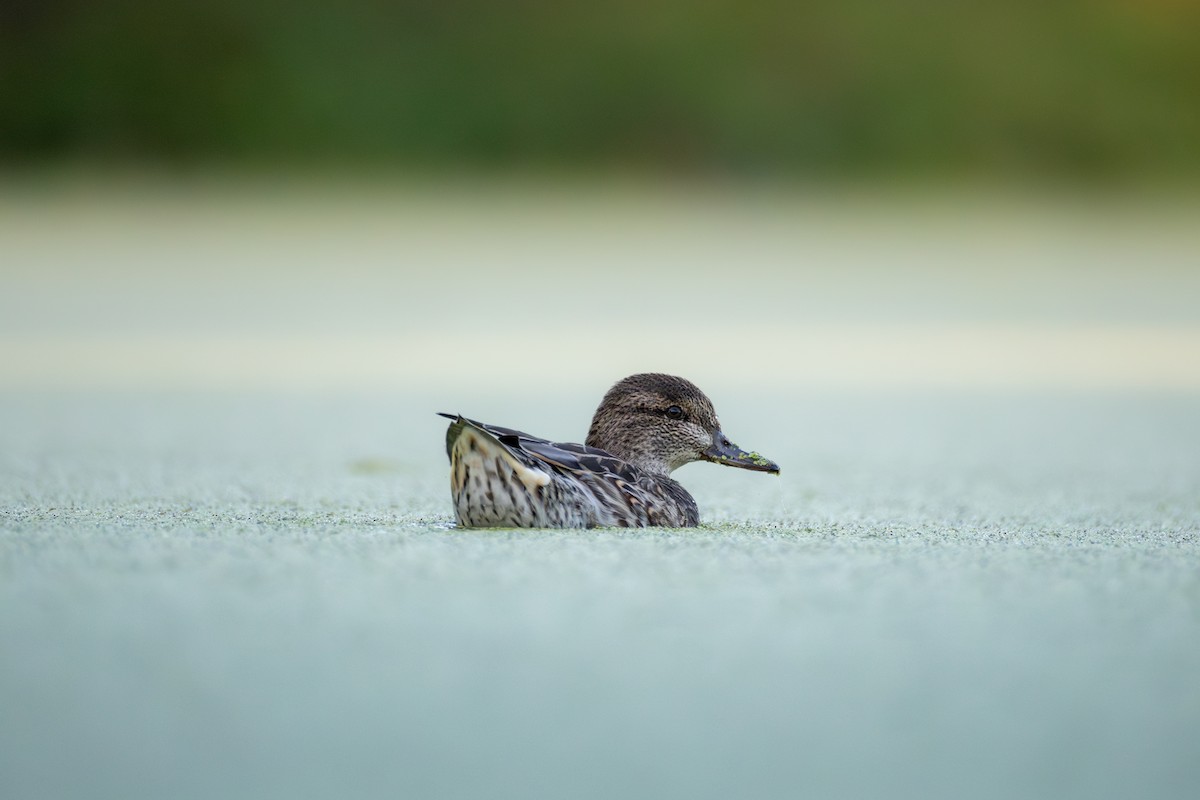 Blue-winged Teal - ML645741514