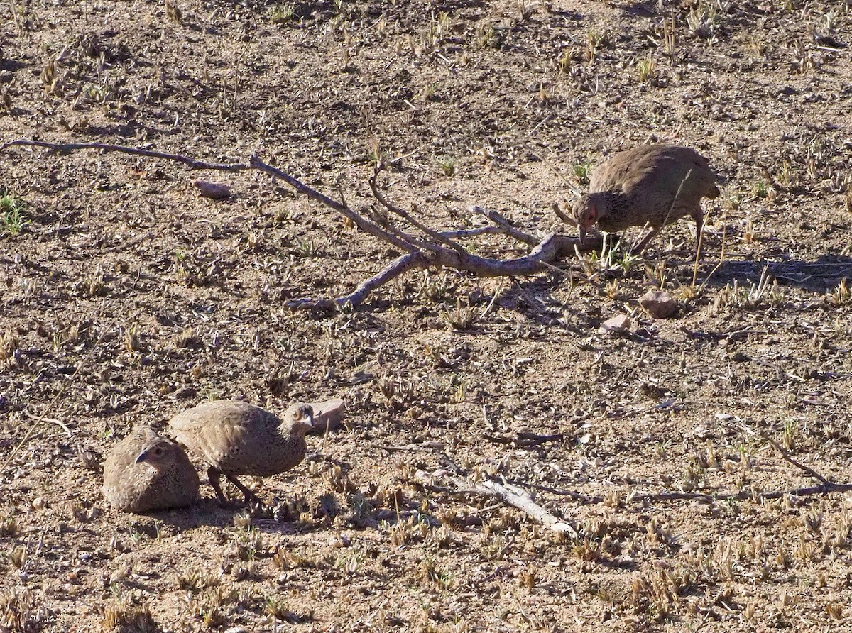 Swainson's Spurfowl - ML645741516