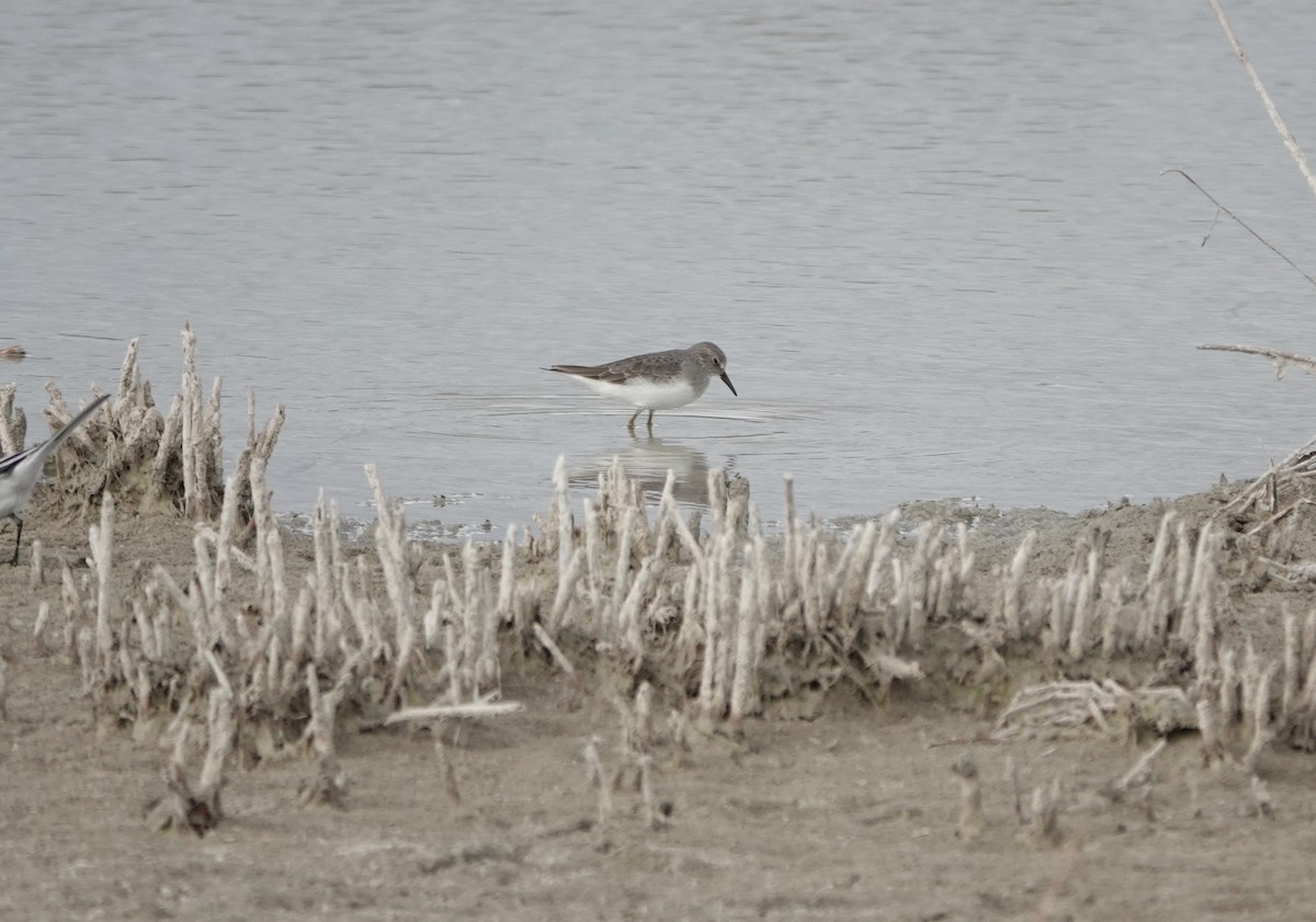 丹氏濱鷸 - ML645741519