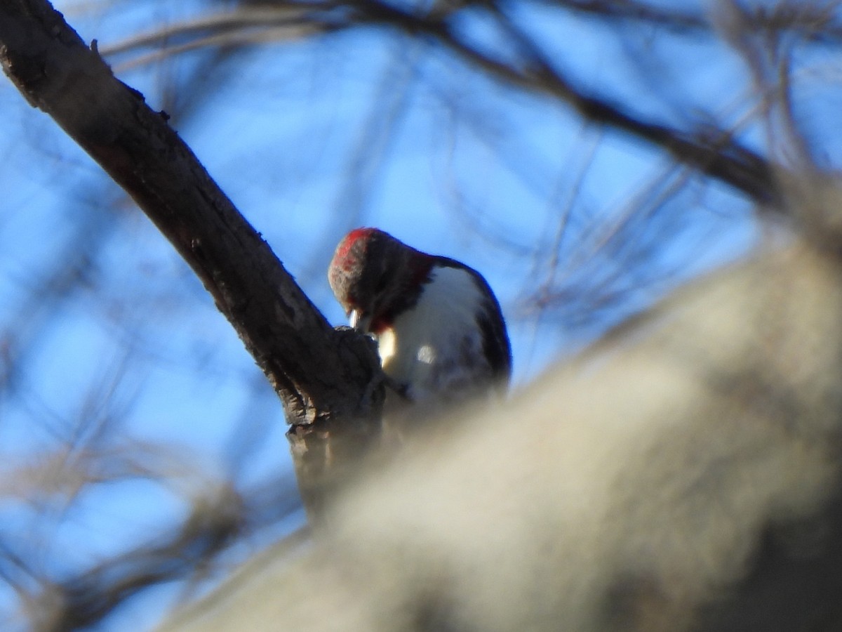 Red-headed Woodpecker - ML645741521