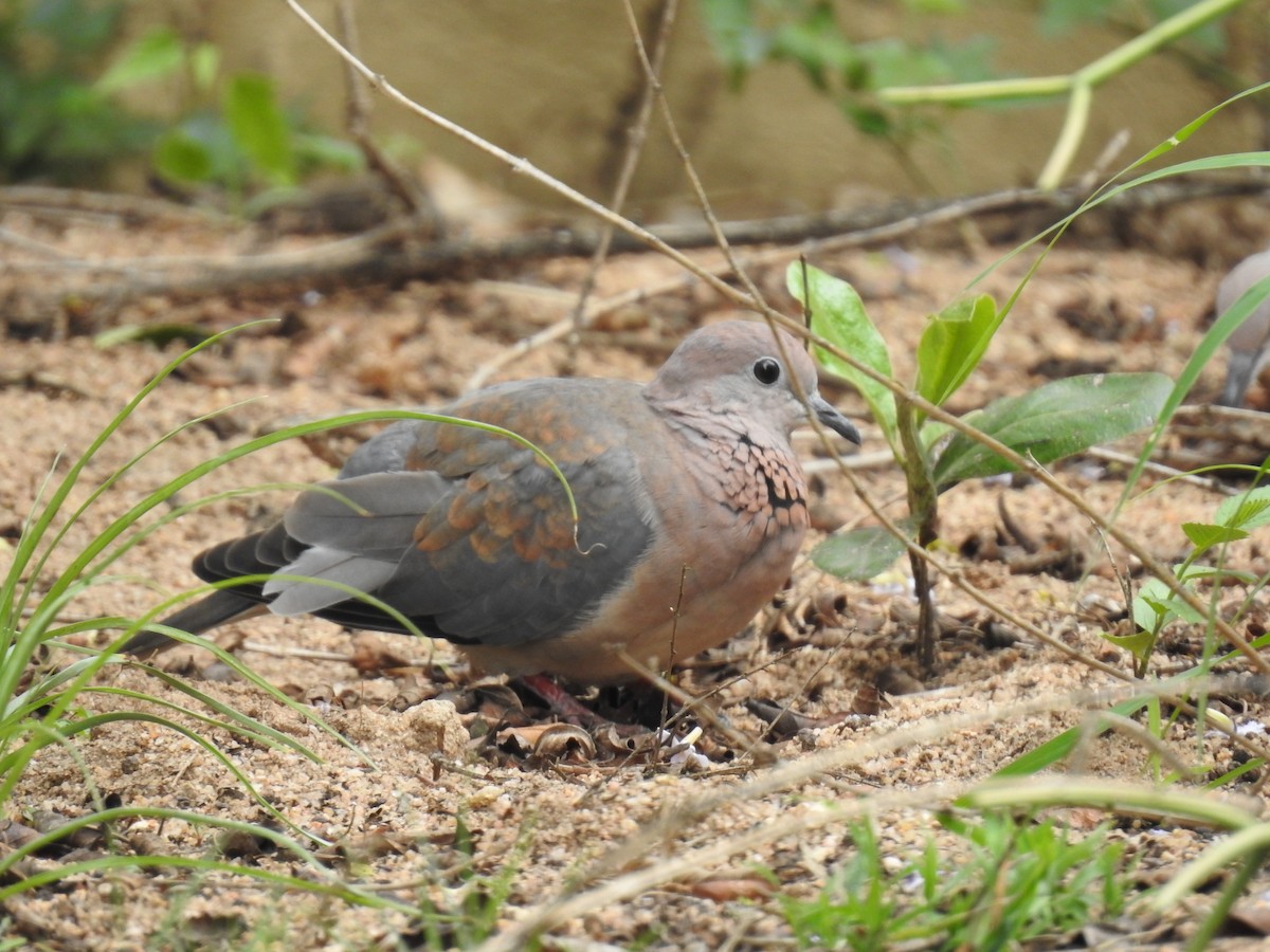 Laughing Dove - ML645741523