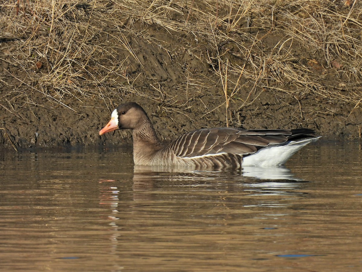 Greater White-fronted Goose - ML645741524