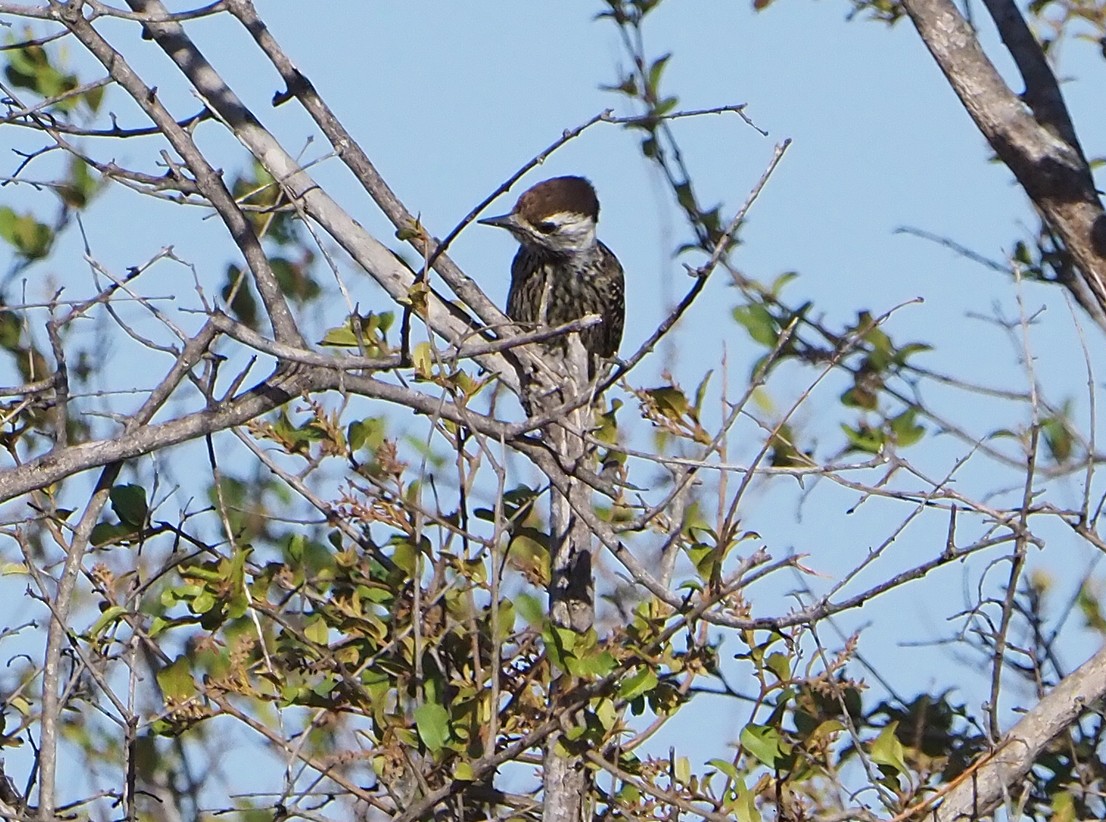 Cardinal Woodpecker - ML645741528