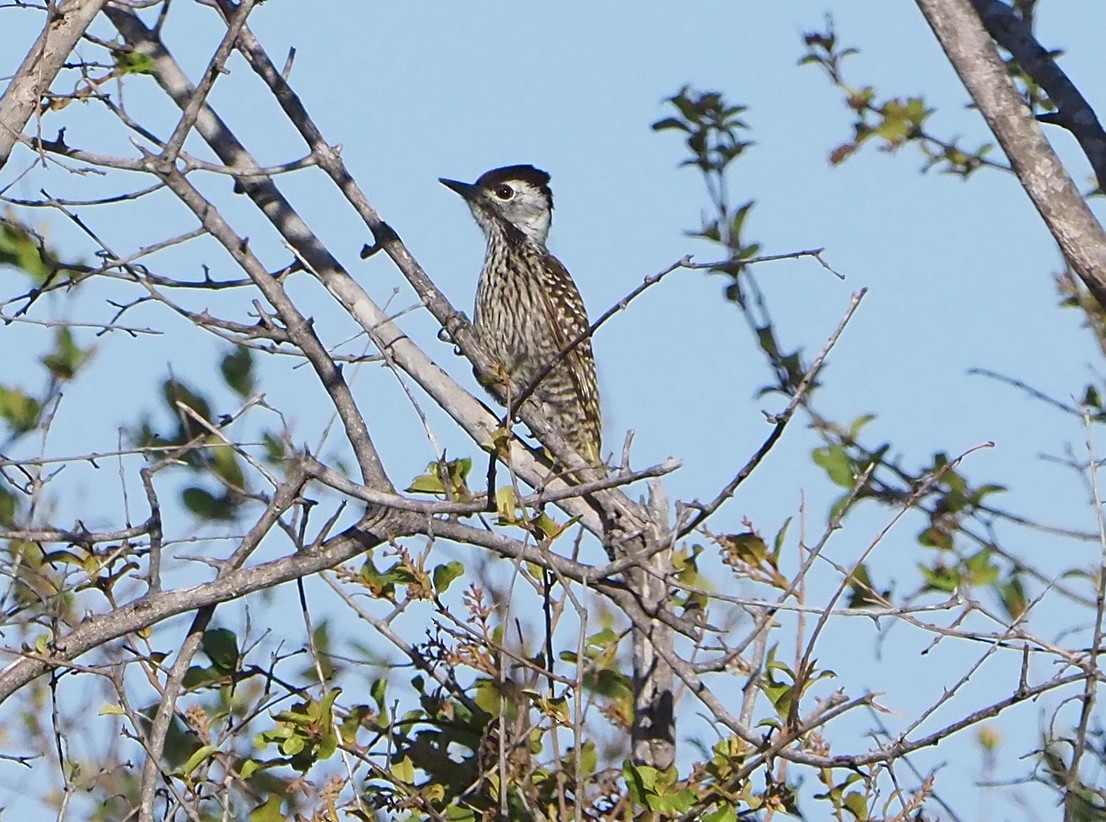 Cardinal Woodpecker - ML645741529