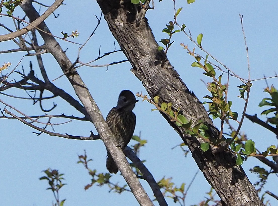 Cardinal Woodpecker - ML645741530