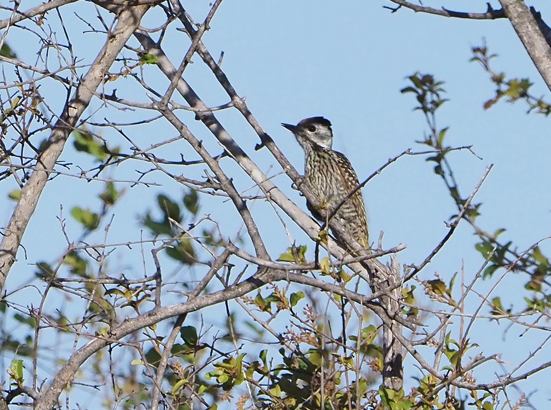 Cardinal Woodpecker - ML645741531