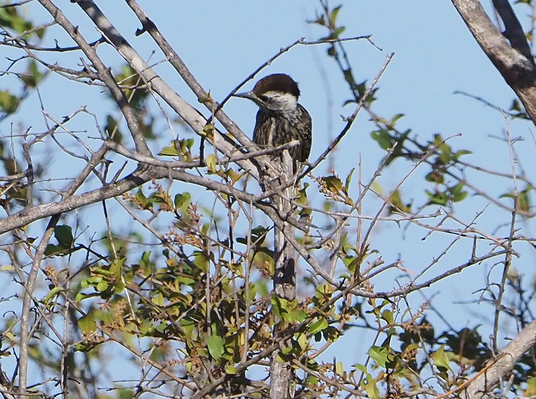 Cardinal Woodpecker - ML645741532