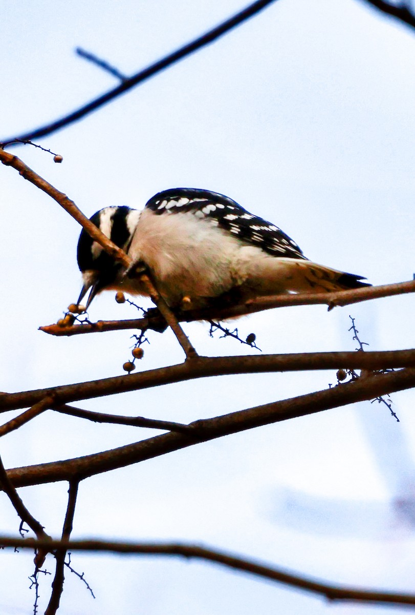 Downy Woodpecker - ML645741536