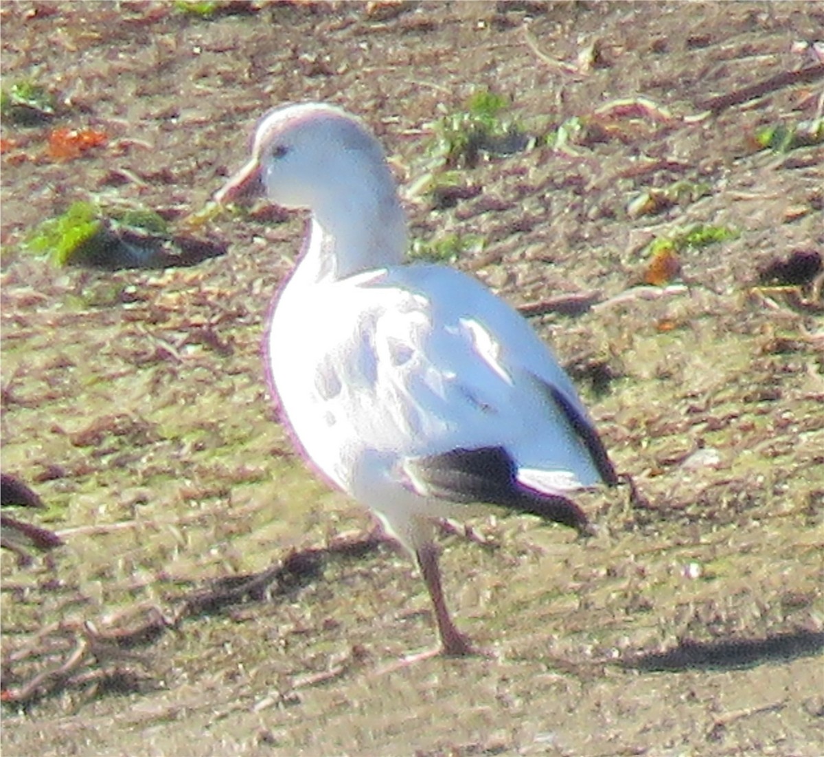 Ross's Goose - ML645741537