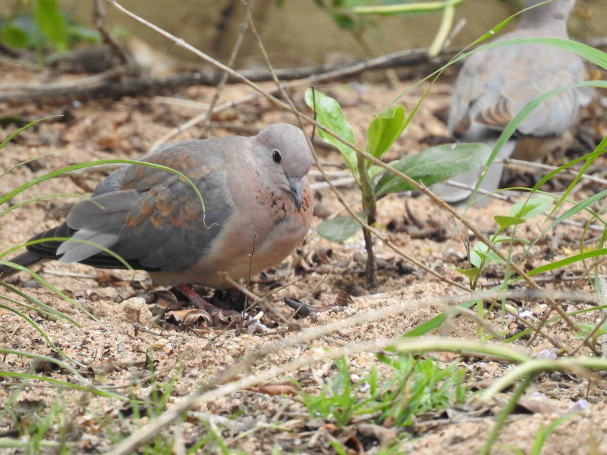 Laughing Dove - ML645741538