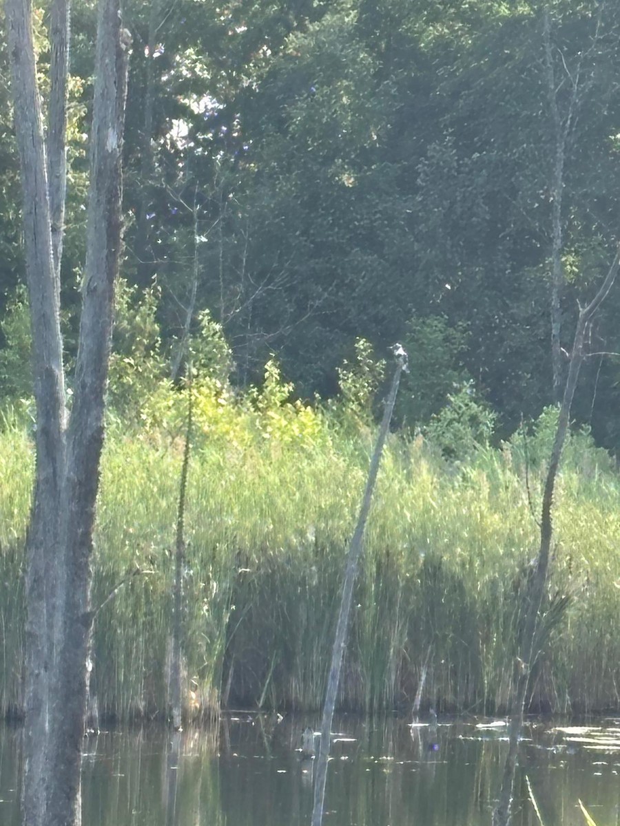 Belted Kingfisher - ML645741539