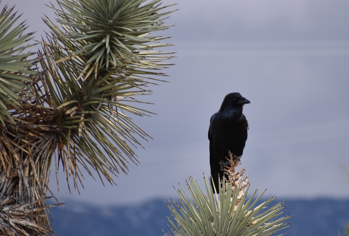 Common Raven - ML645741541