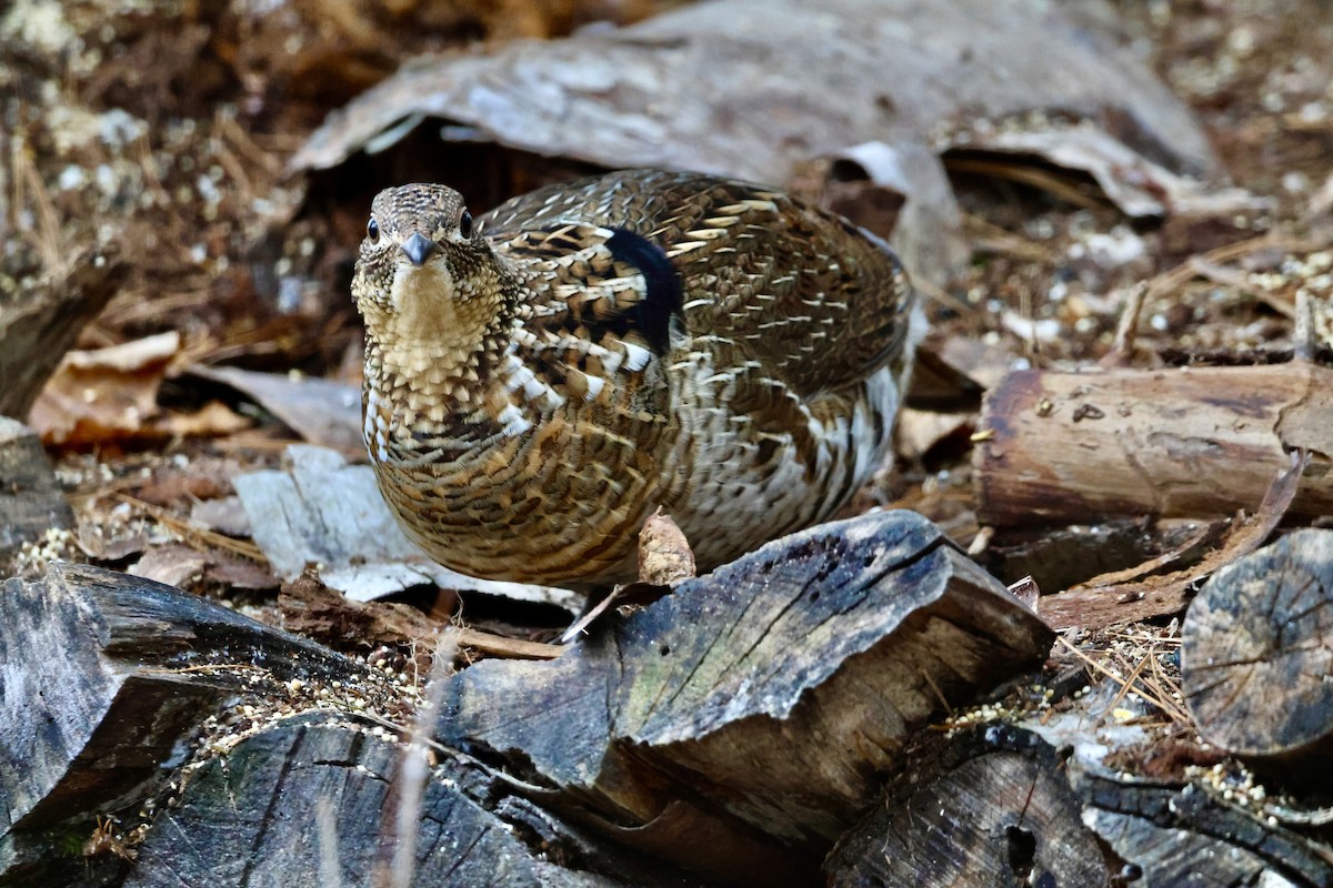 Ruffed Grouse - ML645741542