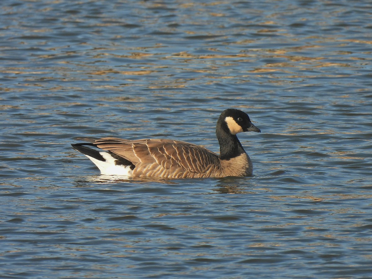 小加拿大雁 - ML645741543